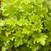 Гейхера, Heuchera "Lime Marmalade", лист салатовый, цветок белый h40 cм, C 1л