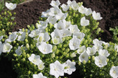 Колокольчик карпатский, Campanula carpatica Pearl White, белый, h-30 см, 1 л