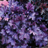Гейхера Rex Purple, лист фиолетовый, С 1, 70 см