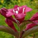 Вейгела цветущая Нана Пурпуреа 
