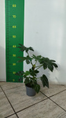 Фатсия 12/40 см