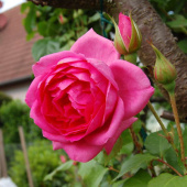 Роза плетистая Пинк Клод (С3,5)