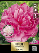Пион гибридный Джокер* 2-3/К