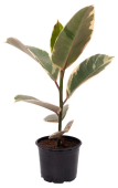 Фикус Эластика  D12 H35 см