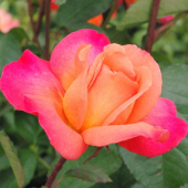 Роза флорибунда Анимо, Rosa (F) Animo, 7 л