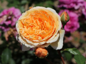 Роза английская Краун Принцесс, С 7, 20-30 см 