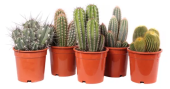 Кактус D8см H10см