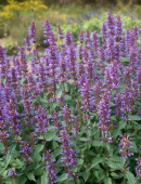 Многоколосник гибридный, Agastache hybride Purple Haze, фиолетово-синий, h-90 см, 1 л