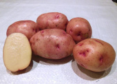 Картофель семенной Жуковский ранний, 3 кг