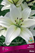 Лилия азиатская Йети 12-14/К 5шт