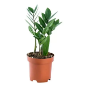 Замиокулькас D12 H30 см Я*