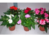 Бальзамин D9см H15см