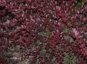 Барбарис Тунберга (Berberis thunbergii Red Chief) 40-60 см, C 2 л