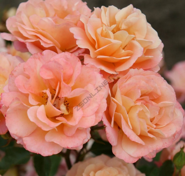 Роза почвопокровная Кубана, Rosa (S) Cubana(REKORD), 3 л, 15-20 см