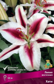 Лилия Восточная Хати 14-16/К 2шт