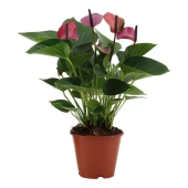 Антуриум сиреневый D12см H30 см