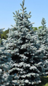 Ель колючая (Picea pungens Hoopsii C5/7,5 50-60)