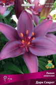 Лилия азиатская Дарк Секрет 12-14/К 3шт