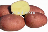 Картофель семенной Беллароза (1 репрод) 1кг