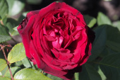 Роза чайно-гибридная Адмирал, C 7, 30-40 см