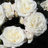 Роза флорибунда Алабастер, C 7