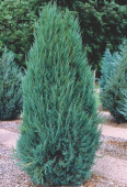 Можжевельник скальный (Juniperus scopulorum Blue Arrow) C 2л