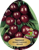 Черешня Ленинградская черная/ЦКор