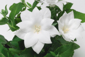 Платикодон крупноцветковый Astra White, белый, С 1, 35 см