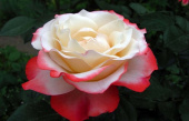 Роза чайно-гибридная Ностальжи, 7 л, 30-40 см