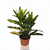 Кодиеум (кротон) Саннистар 12/30