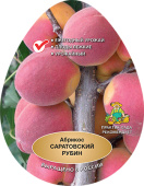 Абрикос Саратовский Рубин/ЦКор