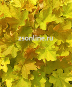Гейхера гибридная Биг Топ Голд (листья от розово-красного до жёлто-коричневого) 1шт