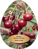Вишня Нортстар/С