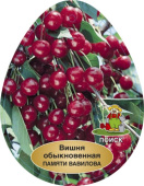 Вишня Памяти Еникеева/ЦКор