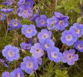 Герань гибридная Розанна*/К