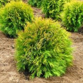 Туя западная (Thuja occidentalis Golden Globe 5л, 30-40 см)