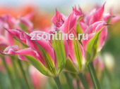 Тюльпан Viridiflora 2, 71026, 1 шт