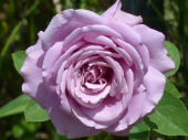 Роза чайно-гибридная Сент-Экзюпери, C 7, 30-40 см