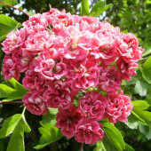 Боярышник обыкновенный Пауль Скарлет/С