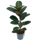 Фикус D21см H70см