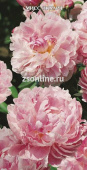 Пион травянистый Мисс Экхард (махровый,розовый, в центре золотые тычинки, диаметр 20,ароматный) 1шт