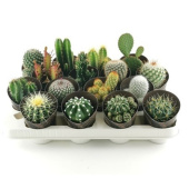 Кактус микс D7см H11см