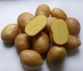 Картофель семенной Импала,  3кг
