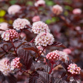 Пузыреплодник калинолистный Леди ин Ред, Physocarpus opulifolius `Lady in Red` ( C2,20-30,III)