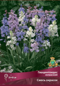 Гиацинтоидес испанский 6-7/К 10шт