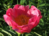 Пион травянистый Афины (полумахровый,ярко-розовый,1 шт,2-3)