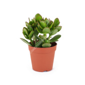 Толстянка D7 H15см