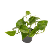 Сциндапсус микс,D-12