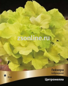 Гейхера гибридная Цитронелла (листья зеленовато-жёлтые, цветки кремовые) 1шт