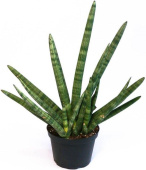 Сансевиерия 9/25